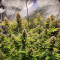 Caramelo Early Version (Delicious Seeds) Cannabis-Samen