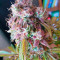 Gorilla Cookies Auto (Fast Buds) Cannabis-Samen zu verkaufen