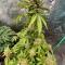 Kaufe Cherry Cola Auto (Fast Buds)