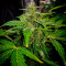 Auto AK XXL Cannabis-Samen Kaufen