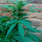 Fast Bud Auto (Sweet Seeds) Cannabis-Samen zu verkaufen
