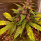 C4 Auto Cannabis-Samen Kaufen