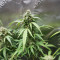 Sour Diesel Autoflower feminisierte Samen (Seedkeepers)