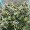 Apollo (Brothers Grimm Seeds)