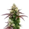 Blue Forest Berry (Growers Choice)