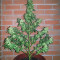 Buddha Magnum Auto (Buddha Seeds) Cannabis-Samen