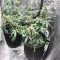 Forum Stomper Auto (Mephisto Genetics) Cannabis-Samen