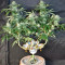 Grandmommy Purple feminisierte Samen (Herbies Seeds)