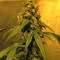 Holy Grail Kush (DNA Genetics) Cannabis-Samen