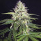 Lemon Pie Auto feminisierte Samen (Fast Buds)