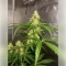 Northern Light (RQS) Cannabis-Samen