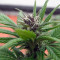 Purple Punch feminisierte Samen (Barney’s Farm)