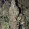 Purps #1 (Dinafem Seeds) Cannabis-Samen