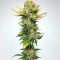 Super Mutant Mass (Critical Mass Collective Seeds) Cannabis-Samen