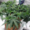 THC Pro (Big Head Seeds) Cannabis-Samen