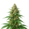 Trippy Pebbles (Big Head Seeds)