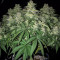 White Widow x Big Bud (Female Seeds)