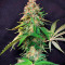 Super Silver Haze (GHS) Cannabis-Samen