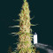 Wedding Glue Auto feminisierte Samen (Seedstockers)