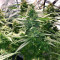 K.O Crop Auto (Cream of the Crop Seeds) Cannabis-Samen