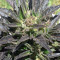 Auto Jack Herer (Advanced Seeds) Cannabis-Samen