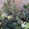 Auto Malawi x Northern Lights (Ace Seeds) Cannabis-Samen