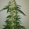 Big Bomb (Bomb Seeds) Cannabis-Samen