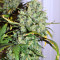 Destroyer (CannaBioGen) Cannabis-Samen