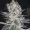 Gelato (BlimBurn Seeds) Cannabis-Samen
