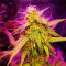 Girl Scout Cookies (Original Sensible Seeds) Cannabis-Samen
