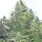 Golden Tiger regular (Ace Seeds) Cannabis-Samen