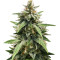 GG#4 Original Glue (BlimBurn Seeds) Cannabis-Samen
