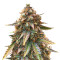 Juicy Lucy Auto (Auto Seeds) Cannabis-Samen