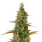 K.O Crop Auto (Cream of the Crop Seeds) Cannabis-Samen