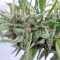 Malawi Regular (Ace Seeds) Cannabis-Samen