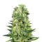 National Health Service (NHS) Regular (Mr. Nice Seedbank) Cannabis-Samen