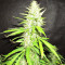 Northern Lights Autoflower feminisierte Samen (Seedstockers)