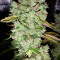 Ocean Grown Cookies (Dinafem Seeds) Cannabis-Samen