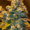 Ocean Grown Cookies (Dinafem Seeds) Cannabis-Samen