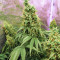 Princess Haze Regular (Brothers Grimm Seeds) Cannabis-Samen