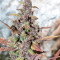 Purple Lemonade Auto feminisierte Samen (Fast Buds)