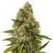 Silver Cheese (Big Buddha Seeds) Cannabis-Samen