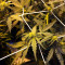 Super Lemon Haze Auto CBD (GHS) Cannabis-Samen