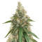 Super Skunk (Seedstockers) Cannabis-Samen