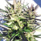 Tikal (Ace Seeds) Cannabis-Samen