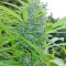 Tikal (Ace Seeds) Cannabis-Samen