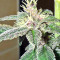 Violeta (Ace Seeds) Cannabis-Samen