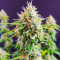Candy Kush Fast Version feminisierte Samen (EGS)