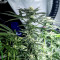 Cindy 99 (BlimBurn Seeds)