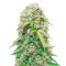 Jack Herer Auto feminisierte Samen (Seedstockers)